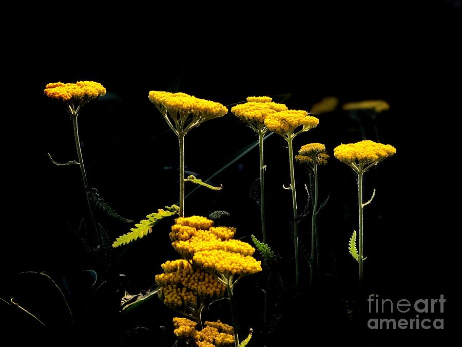 Yellow Tops Photograph by Jenny Revitz Soper