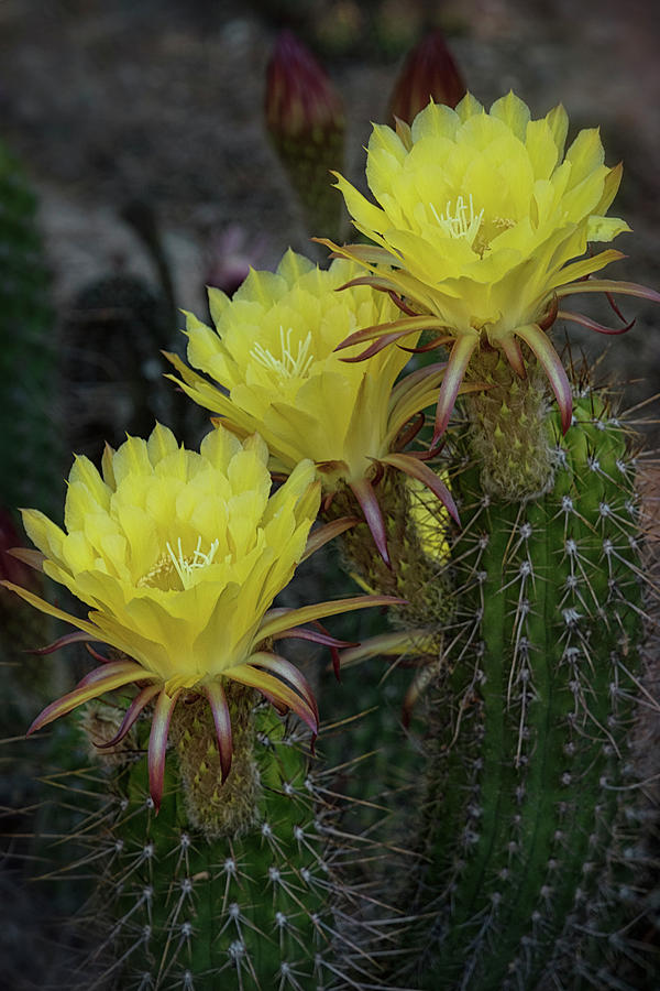Flower Photograph - Yellow Torch Cactus Bouquet  by Saija Lehtonen
