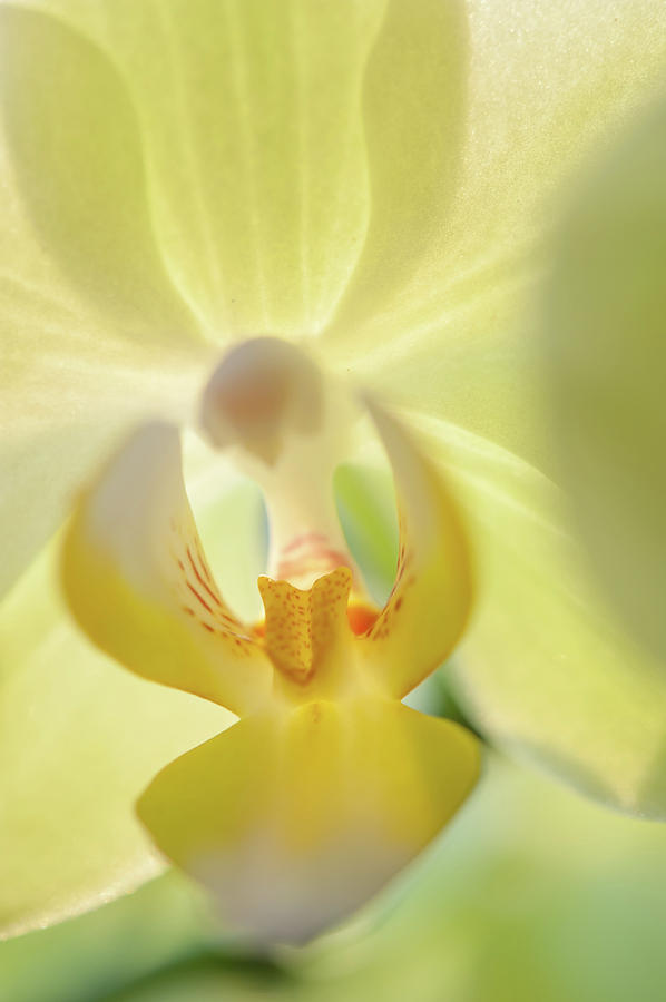 Yellow Touch. Green Orchid Photograph by Jenny Rainbow