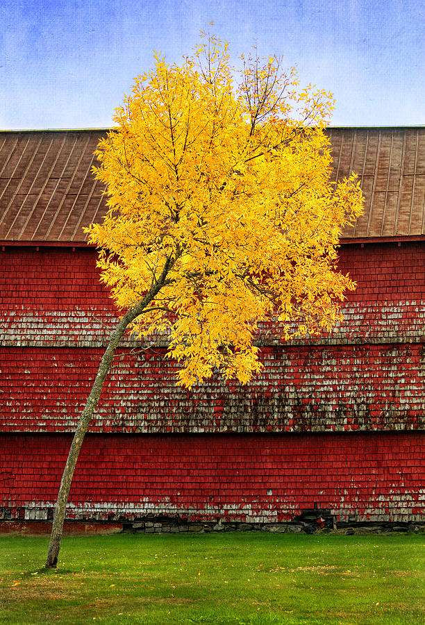 Yellow Tree and Red Shed in Maine Photograph by Carolyn Derstine