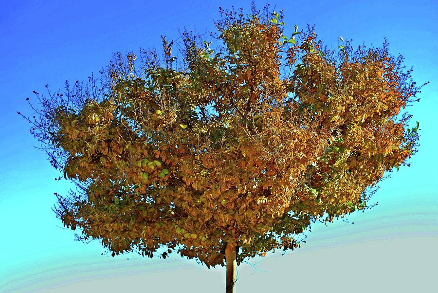 Tree Photograph - Yellow Tree Blue Sky by Matt Quest