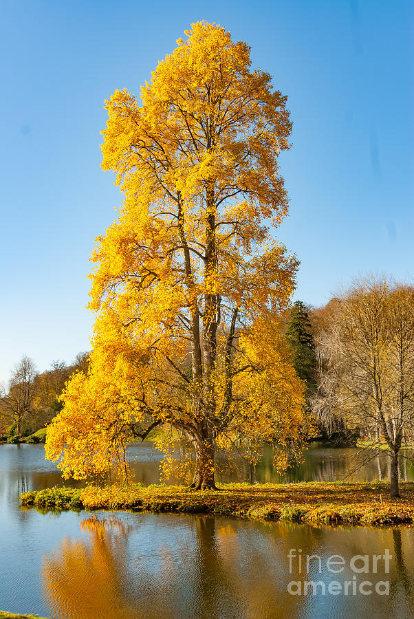 Yellow Tree Photograph by Colin Rayner