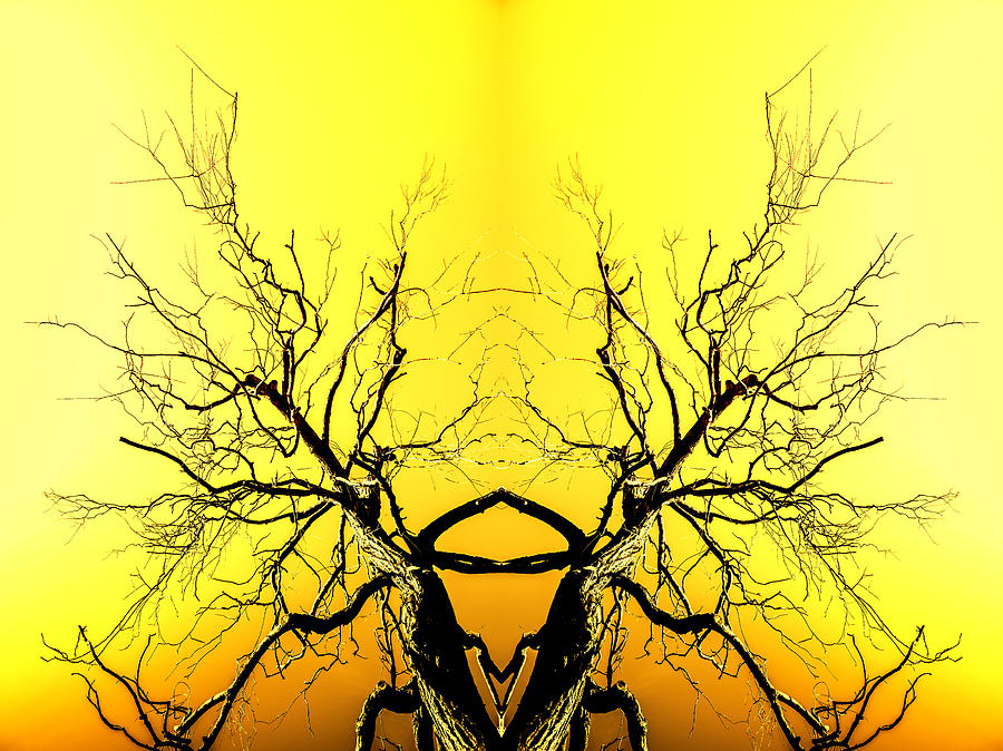 Yellow Tree Forest Antlers Photograph by John Williams
