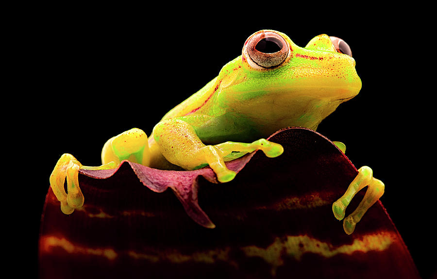 Yellow tree frog - Hypsiboas punctatus Photograph by Dirk Ercken