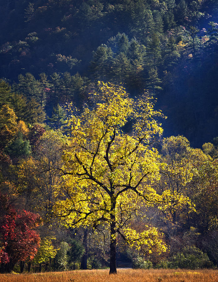 Tree Photograph - Yellow Tree In Sunlight by Ken Barrett
