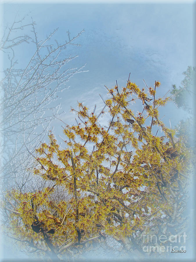 Yellow Tree Photograph by Eena Bo