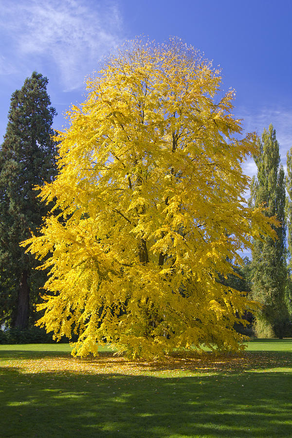 Yellow Tree Photograph by Marc Huebner