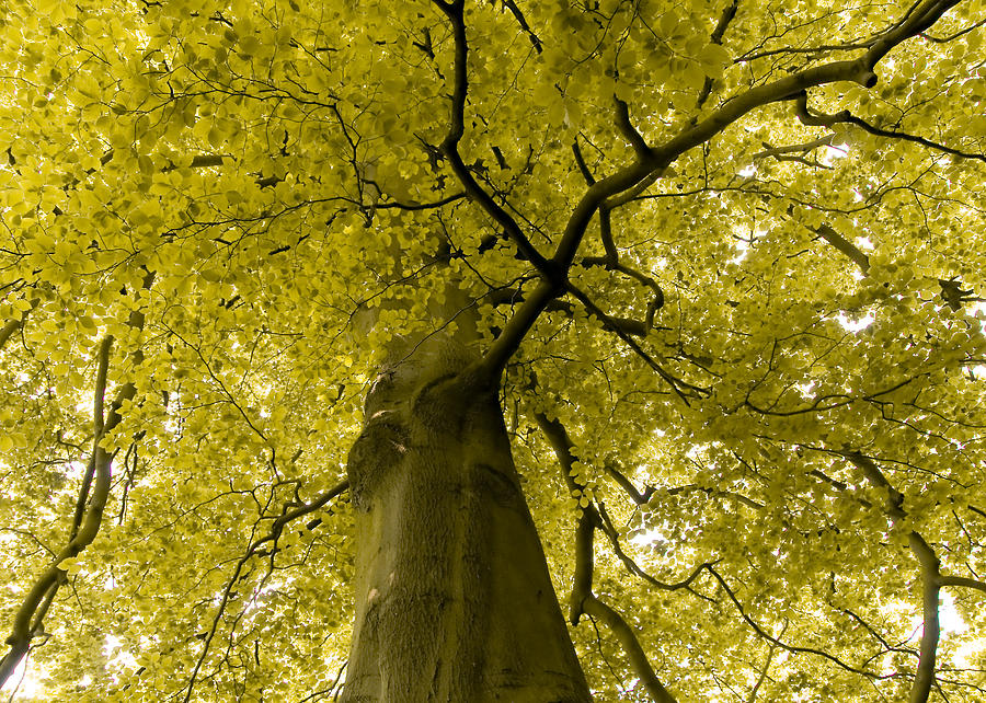 Fantasy Photograph - Yellow Tree by Svetlana Sewell