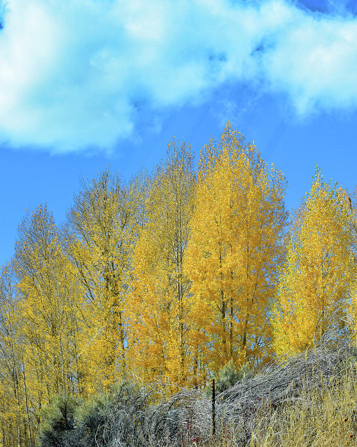 Yellow Trees No. 4 Photograph by Sandy Taylor