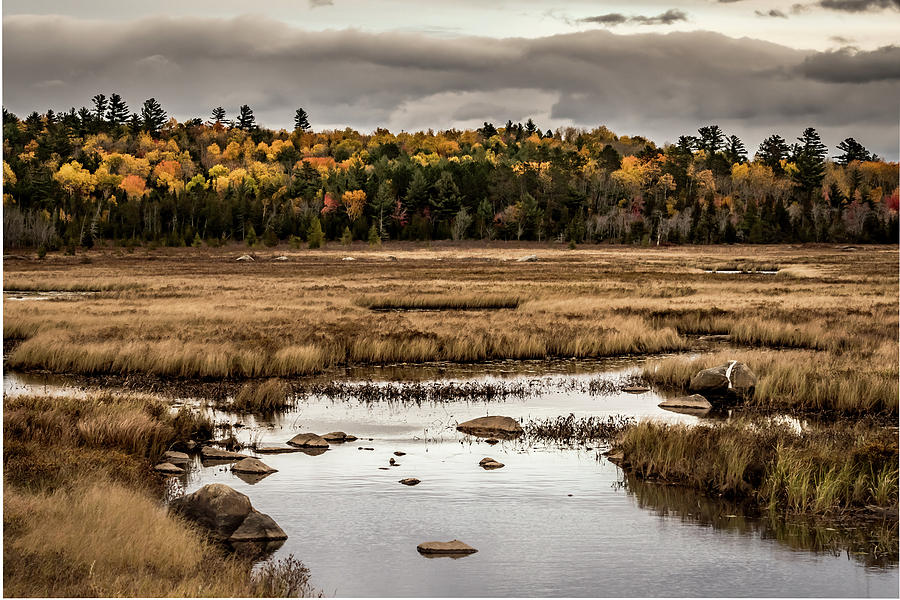 Yellow Trees Line the Edge of Brown Marsh in Maine Photograph by Kelly VanDellen