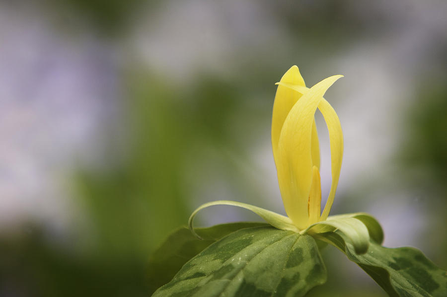 Yellow Trillium Photograph by Harold Stinnette