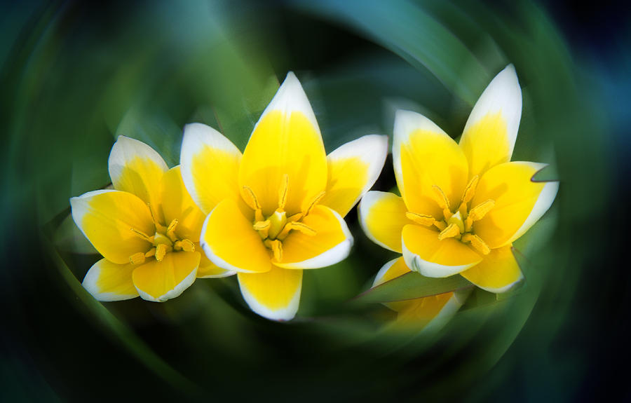Yellow Trio Photograph by Milena Ilieva
