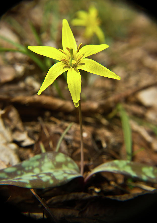Yellow Trout Lily 1 Photograph by Douglas Barnett