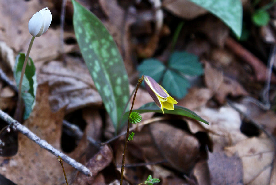 Yellow Trout Lily 2 Photograph by Douglas Barnett