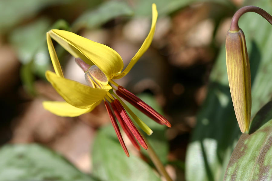 Yellow Trout Lily Photograph by Jack R Perry