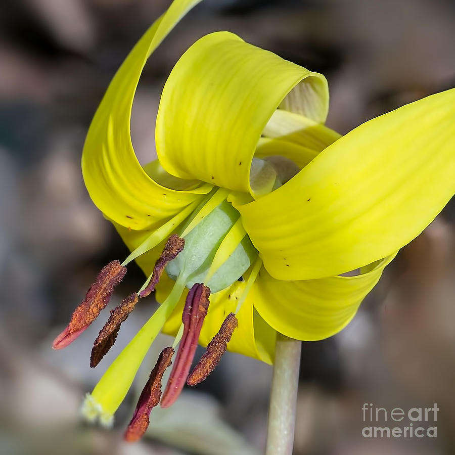 Yellow Trout Lily Photograph by Nikki Vig