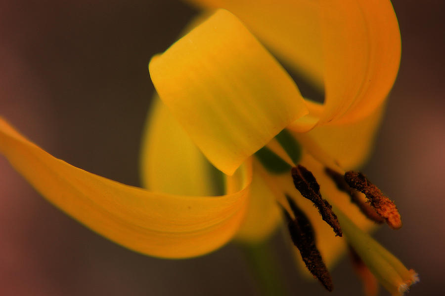 Yellow Trout Lily Photograph by Scott Hovind
