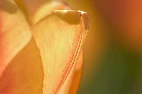 Tulip Photograph - Yellow Tulip - Ottawa Ontario by Catherine Kelly