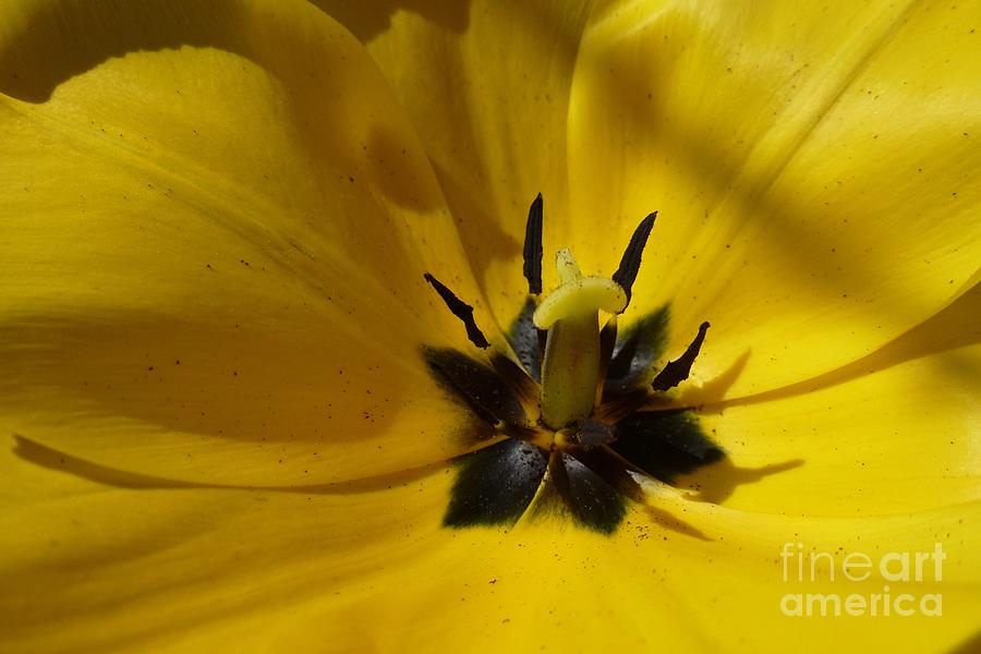 Yellow Tulip 1 Photograph by Jean Bernard Roussilhe