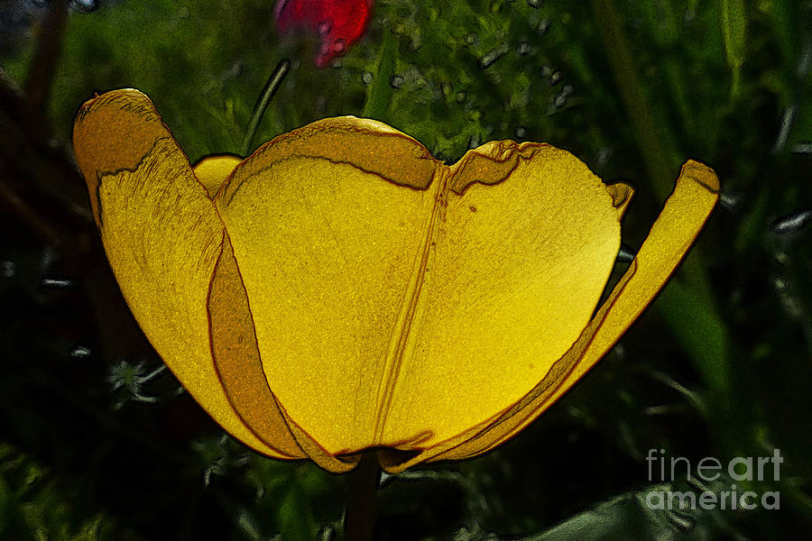 Flower Photograph - Yellow Tulip 2 by Jean Bernard Roussilhe