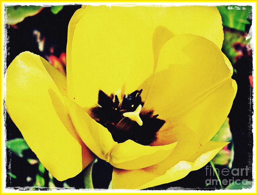 Yellow Tulip 2 Photograph by Sarah Loft