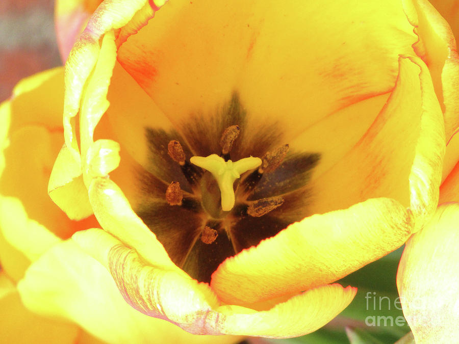 Yellow Tulip #3 Photograph by Kim Tran