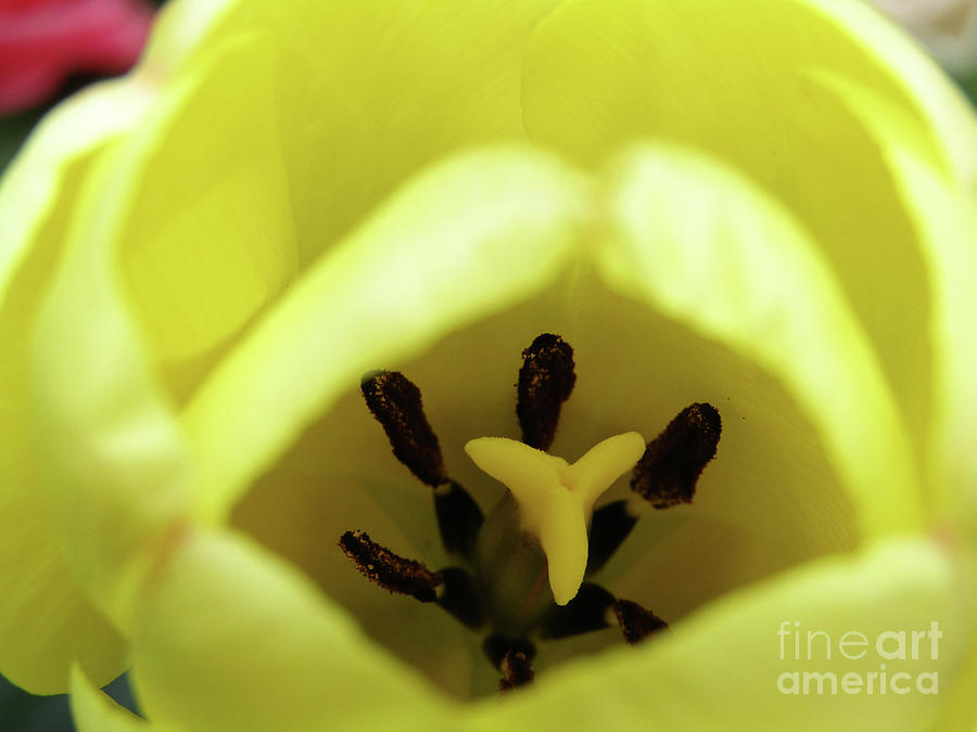 Yellow Tulip #4 Photograph by Kim Tran