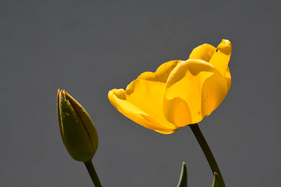 Yellow Tulip and Bud Photograph by Randy J Heath
