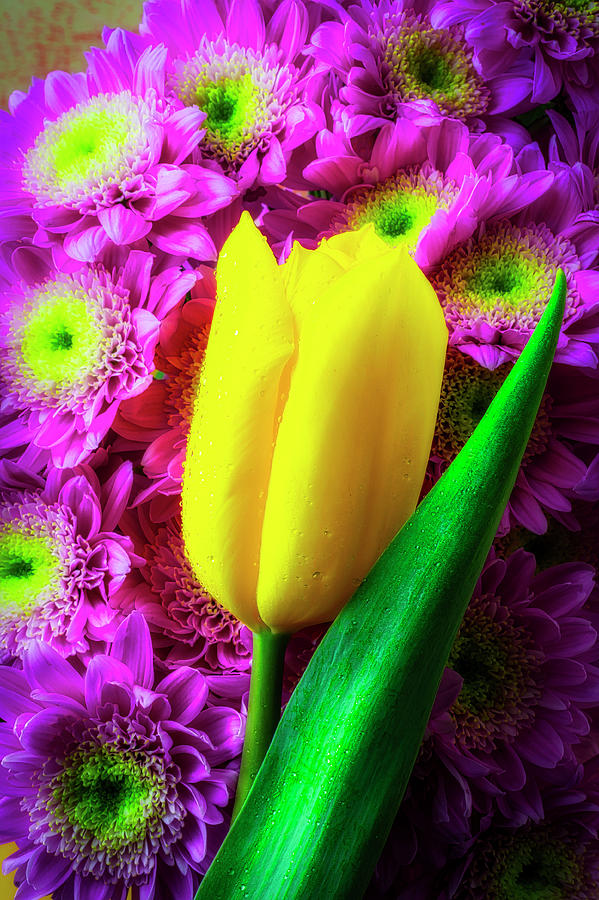 Yellow Tulip And Poms Photograph by Garry Gay
