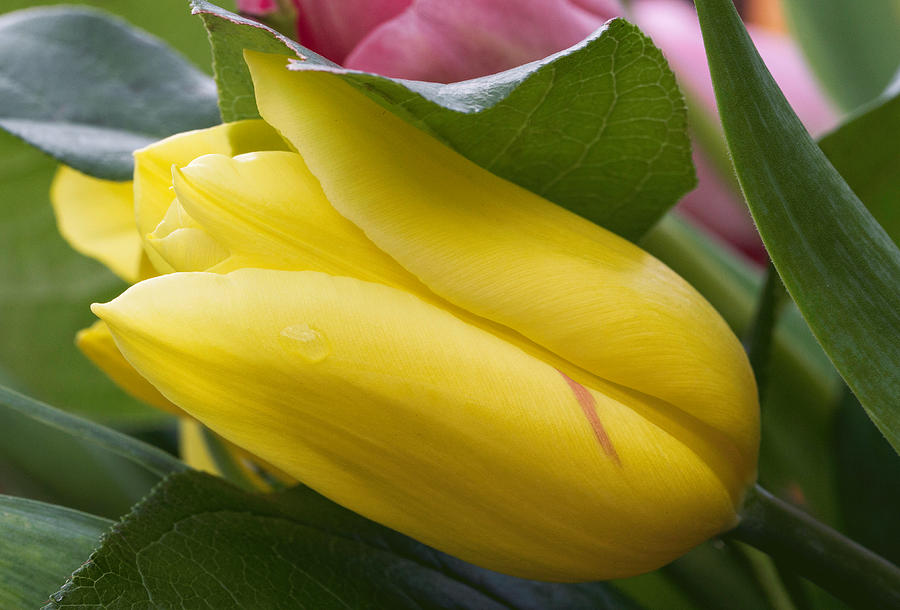 Yellow Tulip Photograph by Arlene Carmel