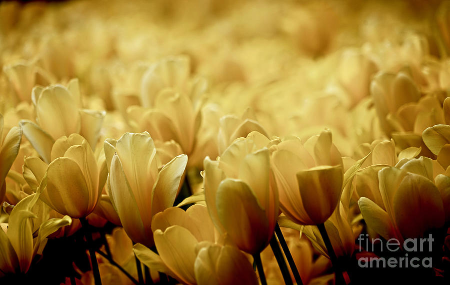 Yellow Tulip Blur Photograph by Michael Cinnamond