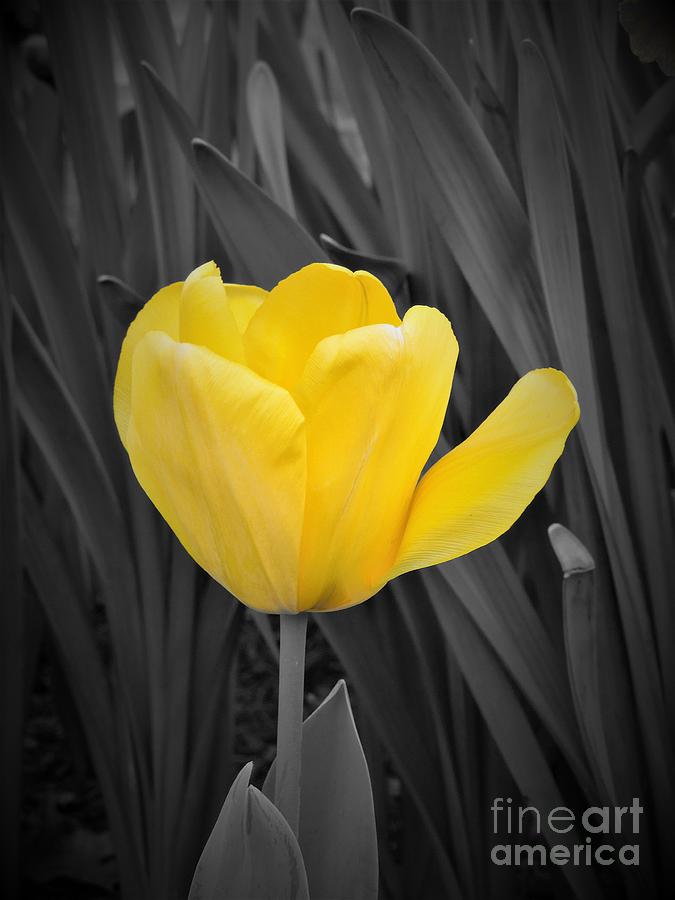 Yellow Tulip Photograph by Chad and Stacey Hall