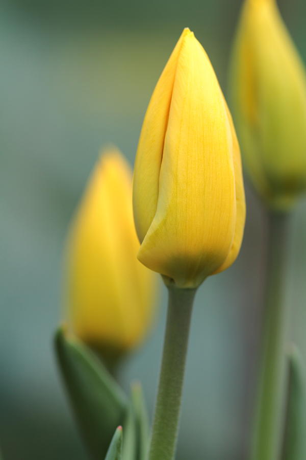 Yellow Tulip Photograph by Chris Smith