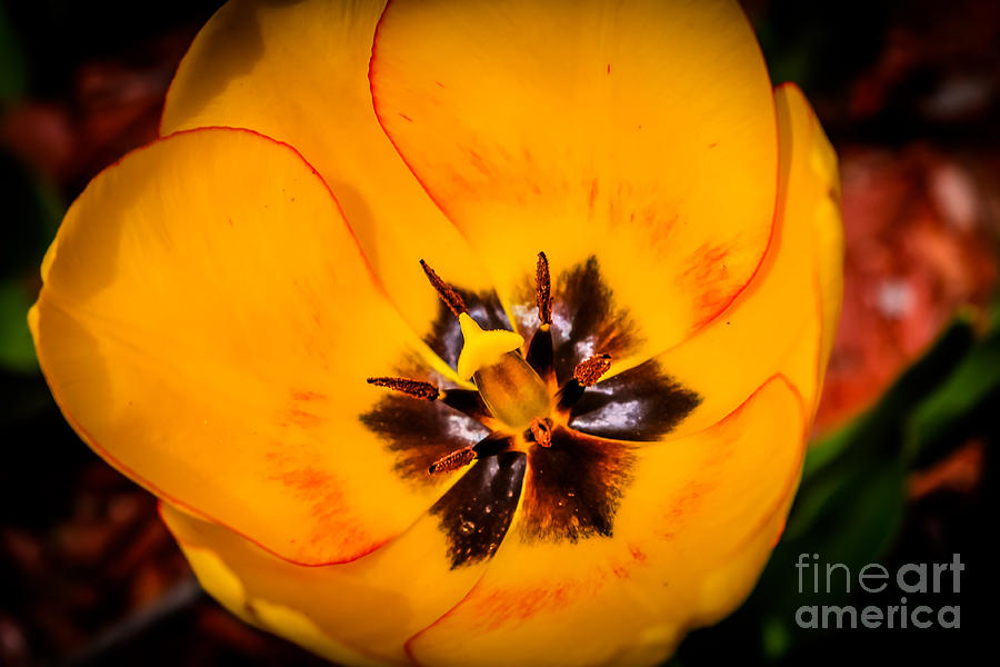 Yellow tulip - close up Photograph by Claudia M Photography