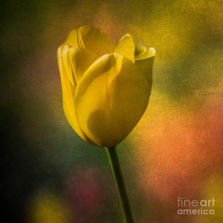 Yellow Tulip Color Of Spring Photograph by Michael Arend