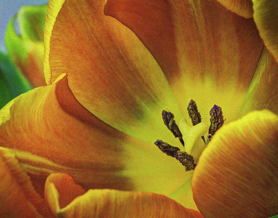 Yellow Tulip Photograph by David Thompsen