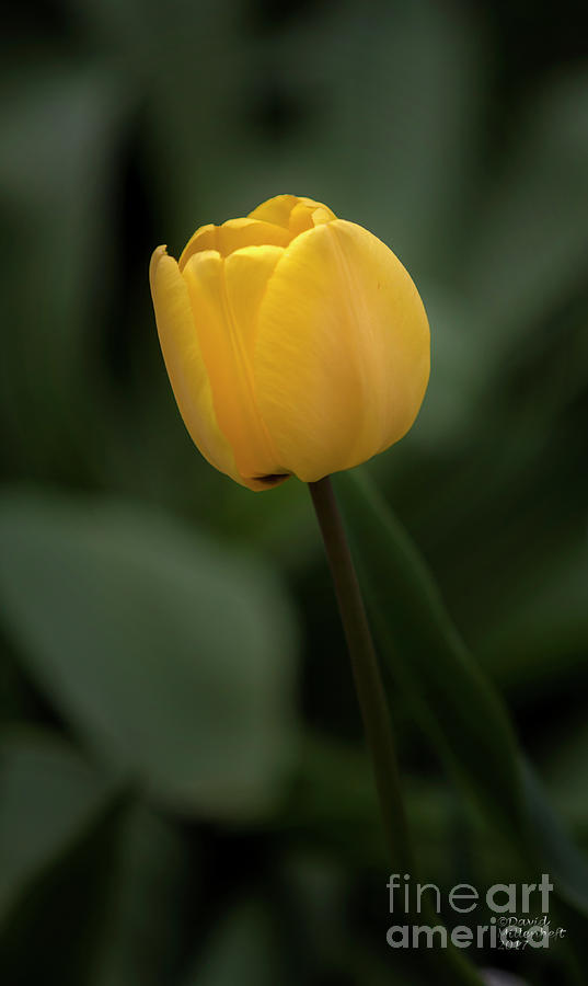 Yellow Tulip Photograph by David Millenheft