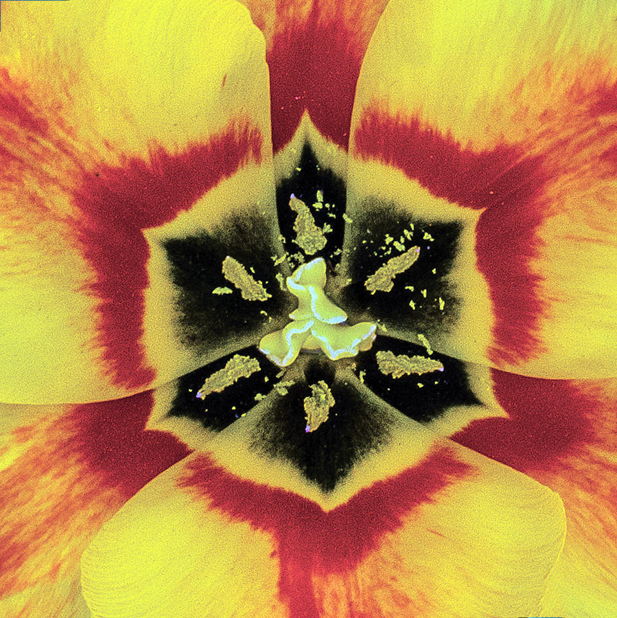Yellow Tulip Detail Photograph by William Bitman