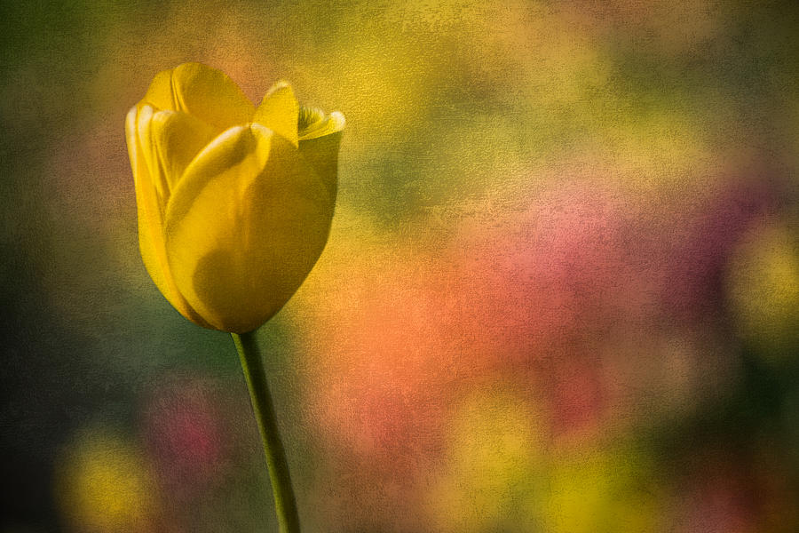 Yellow Tulip Echoes Of Spring Photograph by Michael Arend