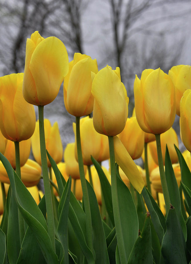Yellow Tulip Field Photograph by Vijay Sharon Govender