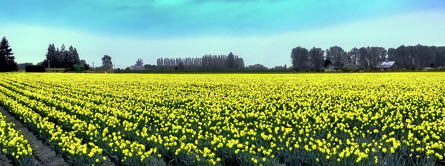 Yellow Tulip Fields Photograph by David Patterson