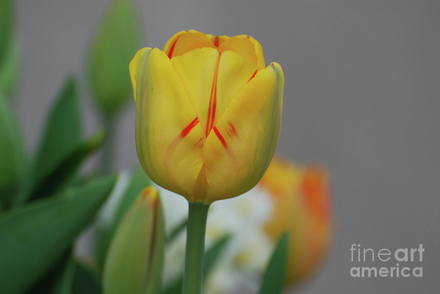 Yellow Tulip Flower Blossom Streaked with Red  Photograph by DejaVu Designs