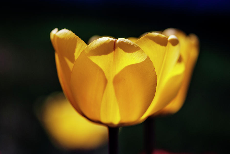 Yellow tulip glow  Photograph by Vishwanath Bhat