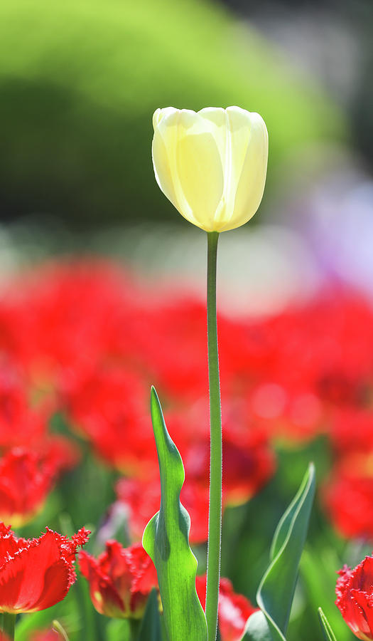 Yellow Tulip Photograph by Hyuntae Kim