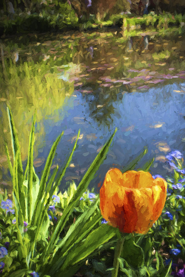 Yellow Tulip In Giverny Photograph