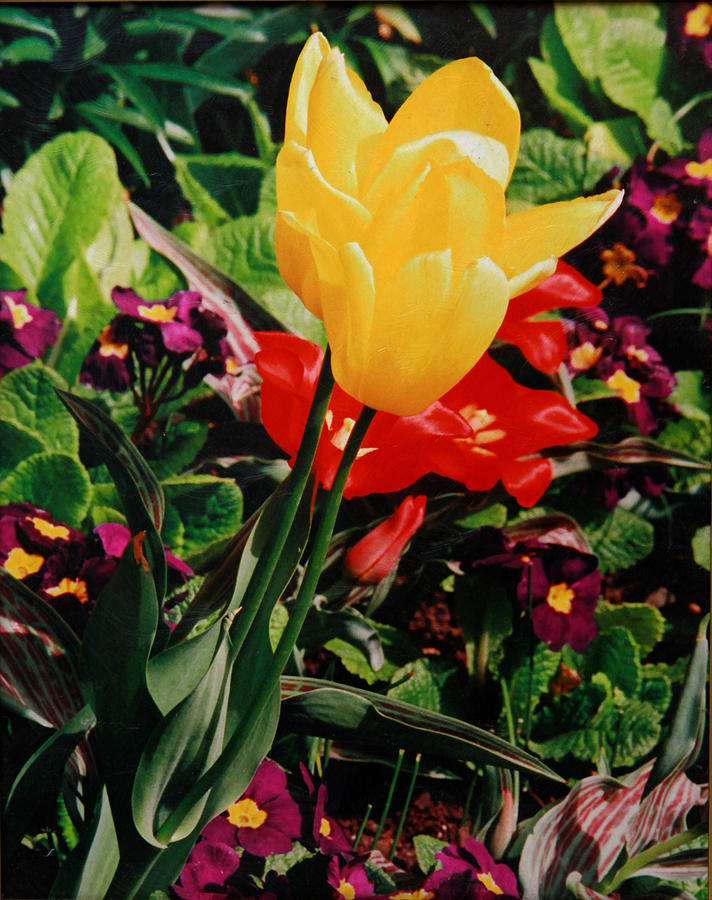 Spring Photograph - Yellow Tulip by Joseph G Holland