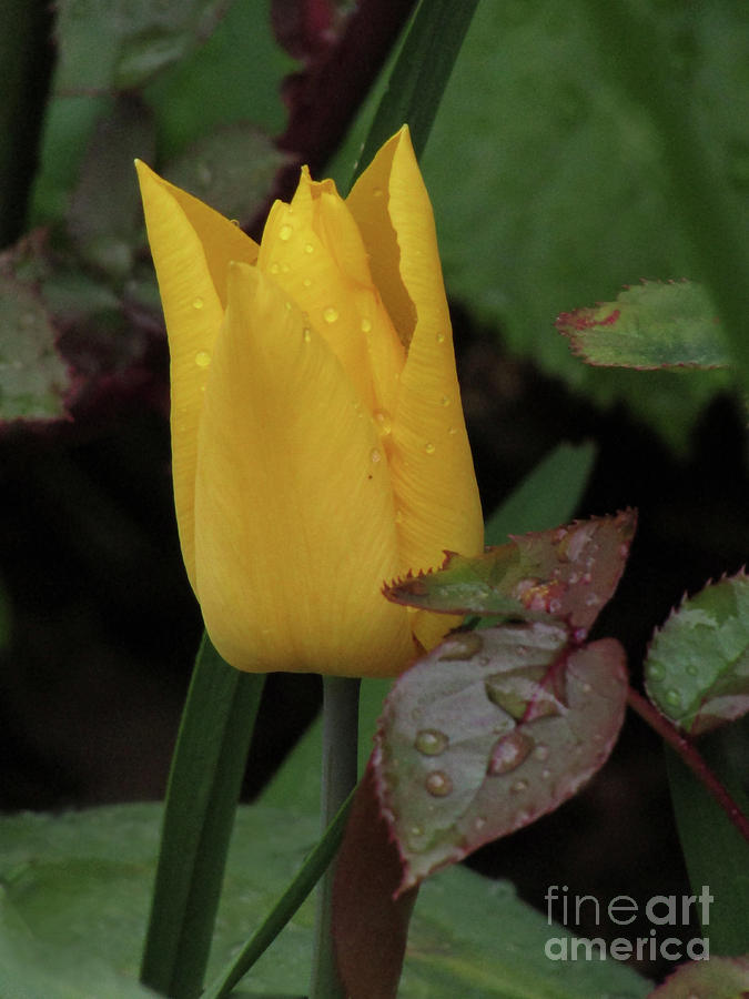 Yellow Tulip Photograph by Kim Tran