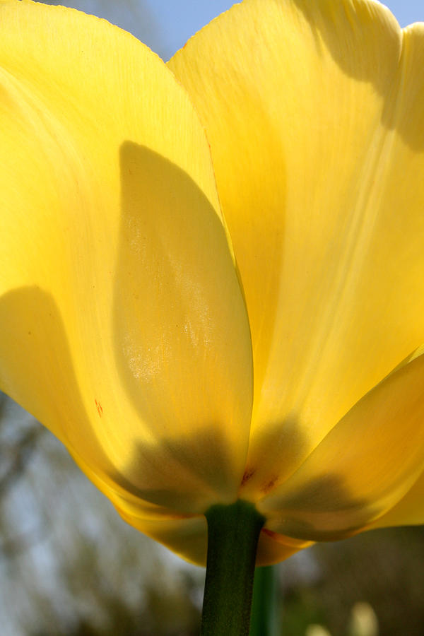 Yellow Tulip Photograph by Laura Kinker