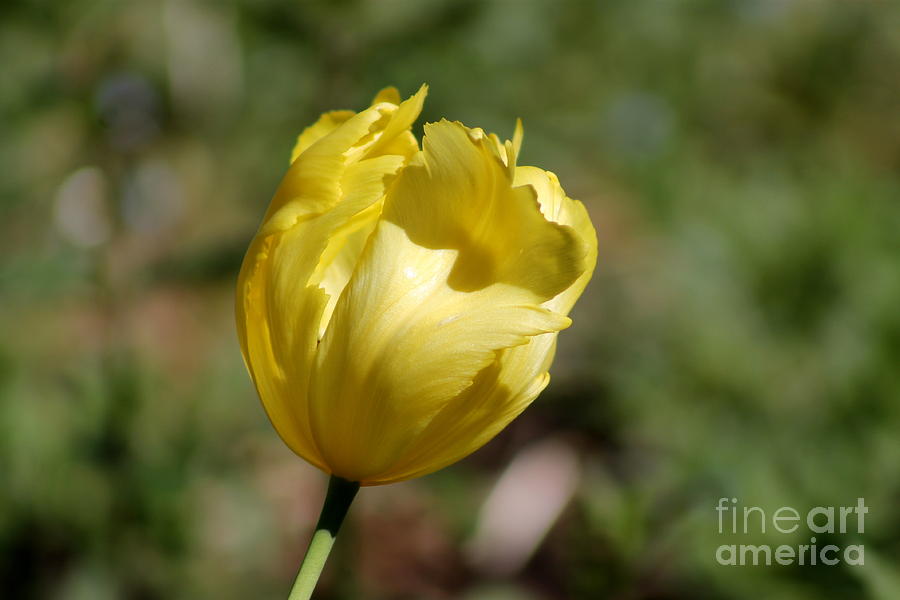 Yellow Tulip Photograph by Leone Lund