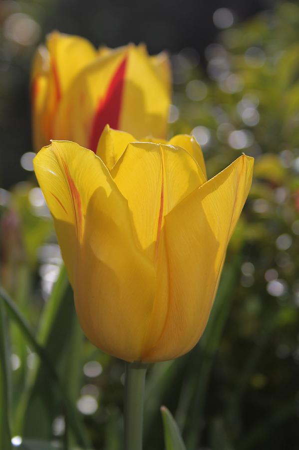Yellow Tulip Photograph by Mo Barton